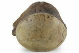 Huge Fossil Mosasaur (Tylosaurus) Vertebra Centrum - Texas #351220-2